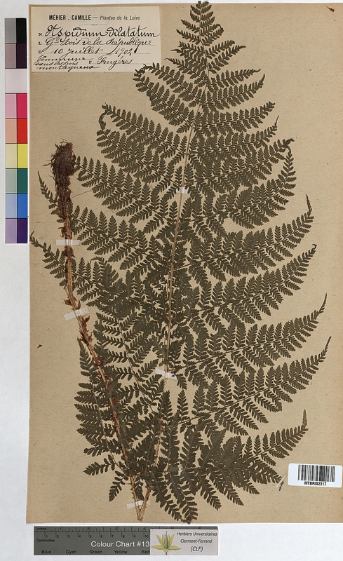 Aspidium dilatatum (Dryopteridaceae)