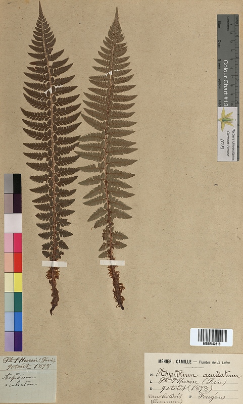 Aspidium aculeatum (Dryopteridaceae)
