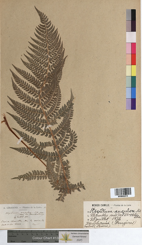 Aspidium angulare (Dryopteridaceae)