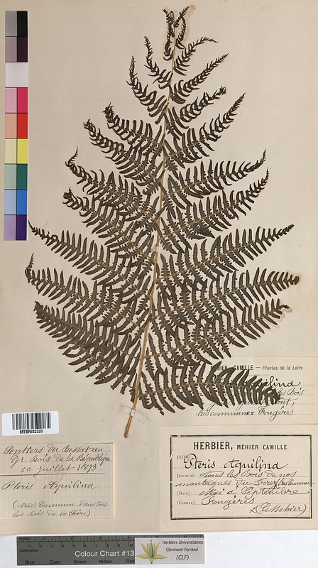 Pteris aquilina (Pteridaceae)