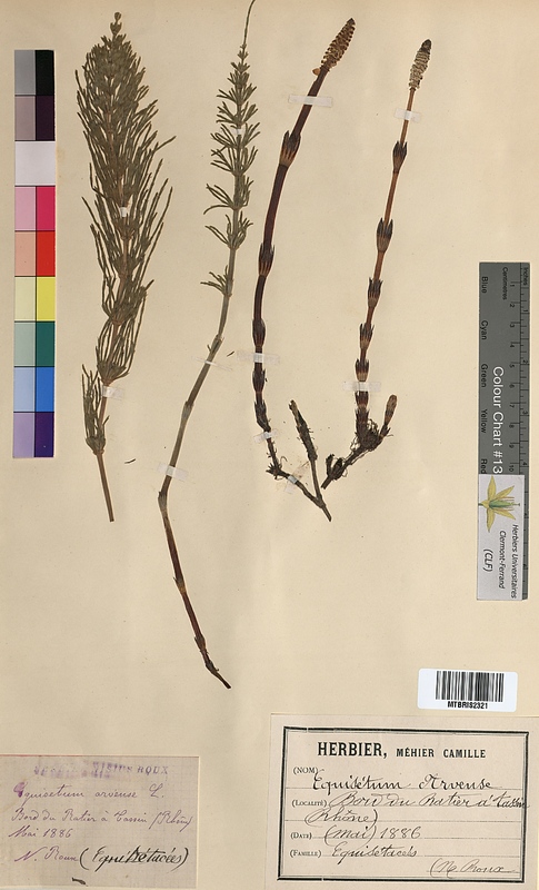 Equisetum arvense (Equisetaceae)