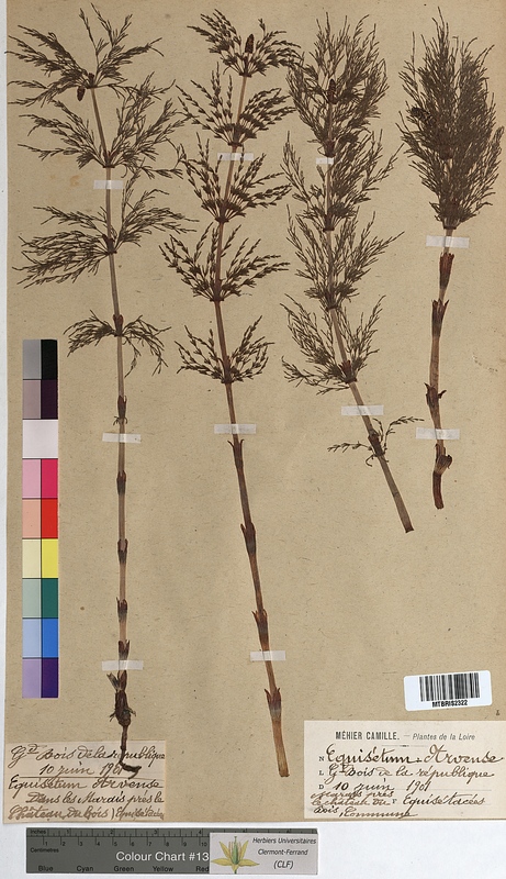 Equisetum arvense (Equisetaceae)