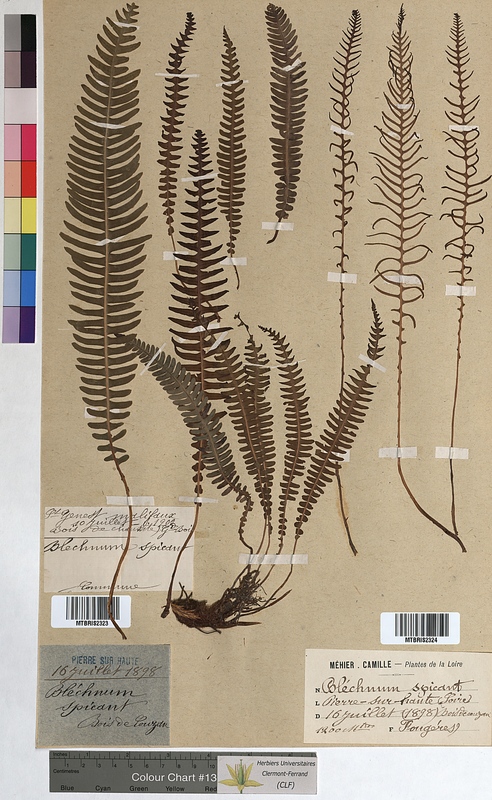 Blechnum spicant (Blechnaceae)
