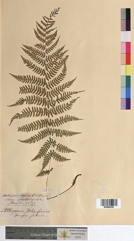 Athyrium filix-femina (Woodsiaceae)
