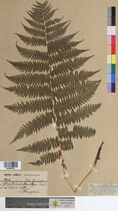 Athyrium filix-femina (Woodsiaceae)
