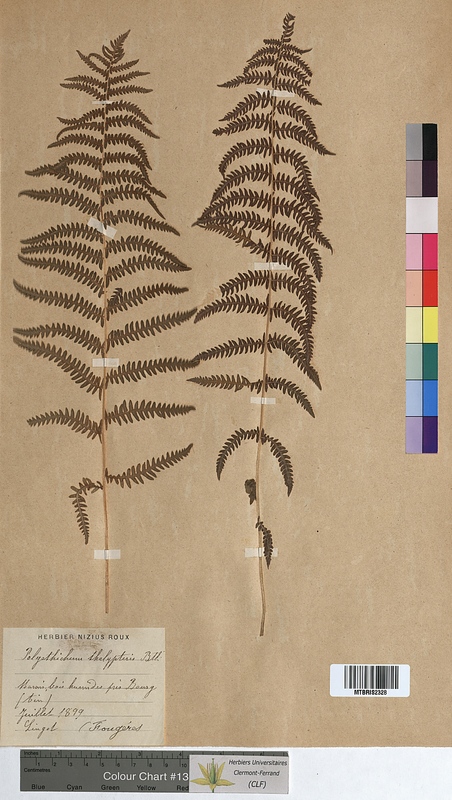 Polystichum thelypteris (Dryopteridaceae)