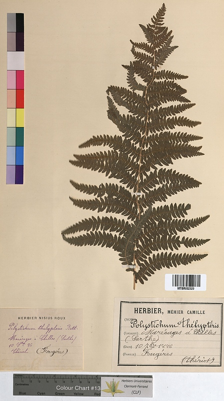 Polystichum thelypteris (Dryopteridaceae)