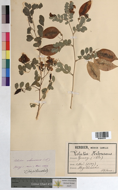 Colutea arborescens (Fabaceae)