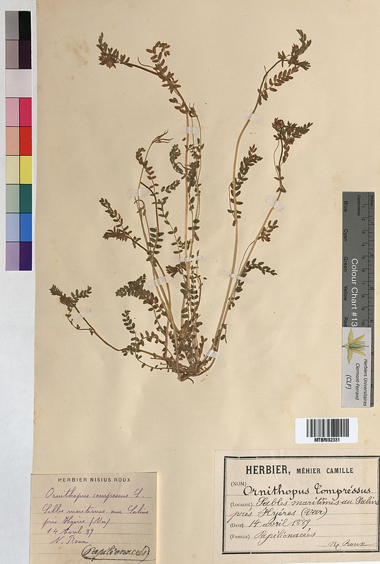 Ornithopus compressus (Fabaceae)