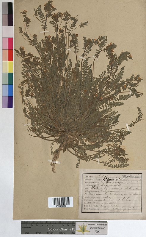 Ornithopus compressus (Fabaceae)