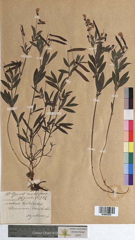Orobus tuberosus (Fabaceae)