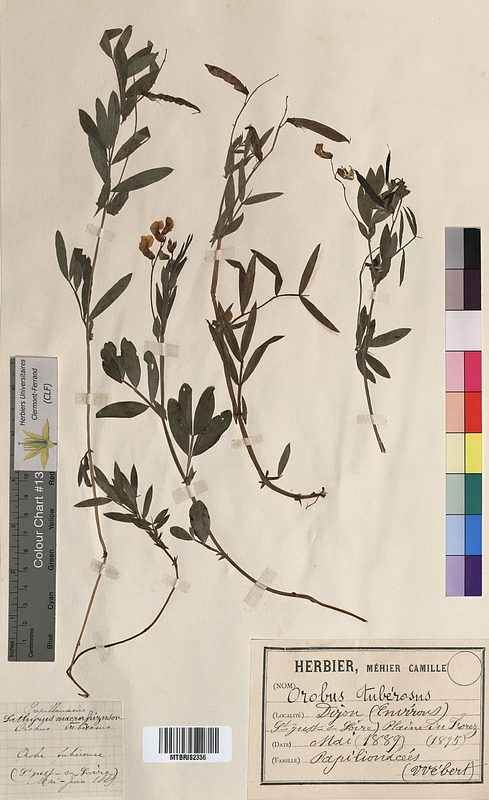 Orobus tuberosus (Fabaceae)