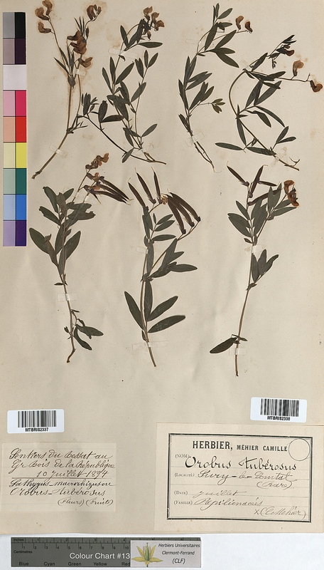 Orobus tuberosus (Fabaceae)
