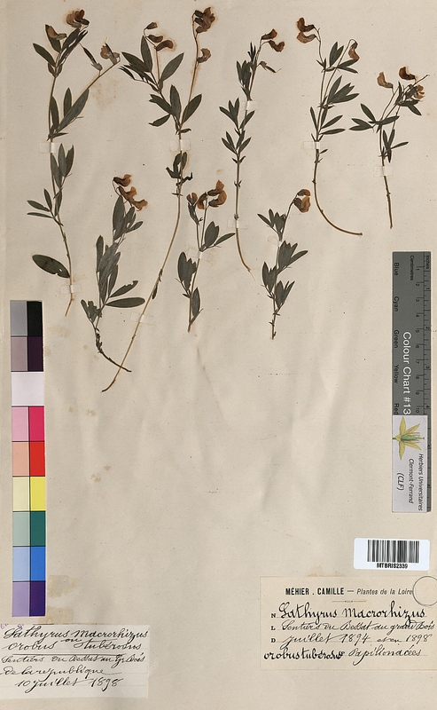 Orobus tuberosus (Fabaceae)