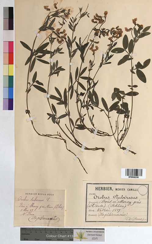 Orobus tuberosus (Fabaceae)
