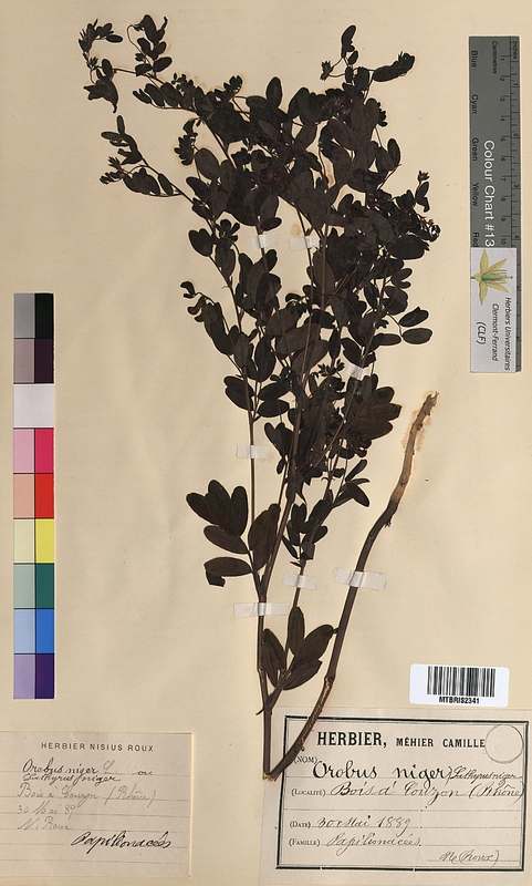 Orobus niger (Fabaceae)
