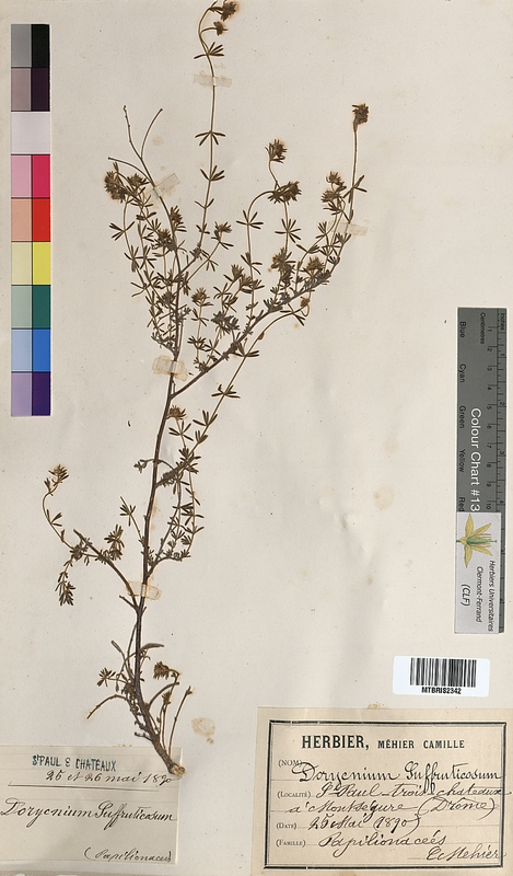 Dorycnium suffruticosum (Fabaceae)
