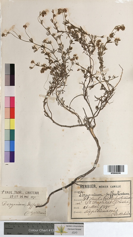 Dorycnium suffruticosum (Fabaceae)