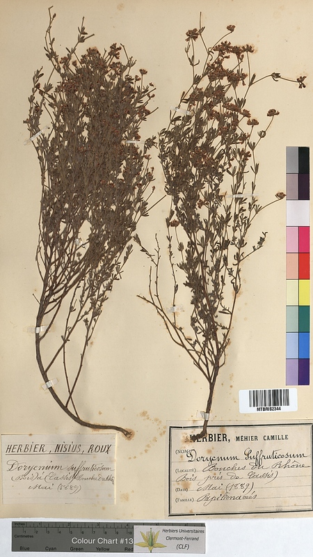 Dorycnium suffruticosum (Fabaceae)
