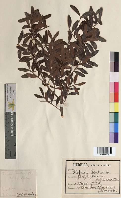 Pistacia lentiscus (Anacardiaceae)