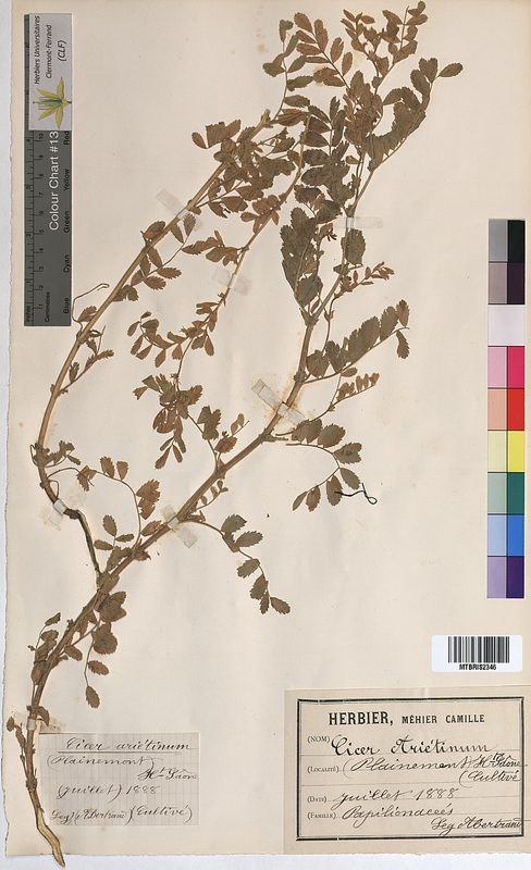 Cicer arietinum (Fabaceae)