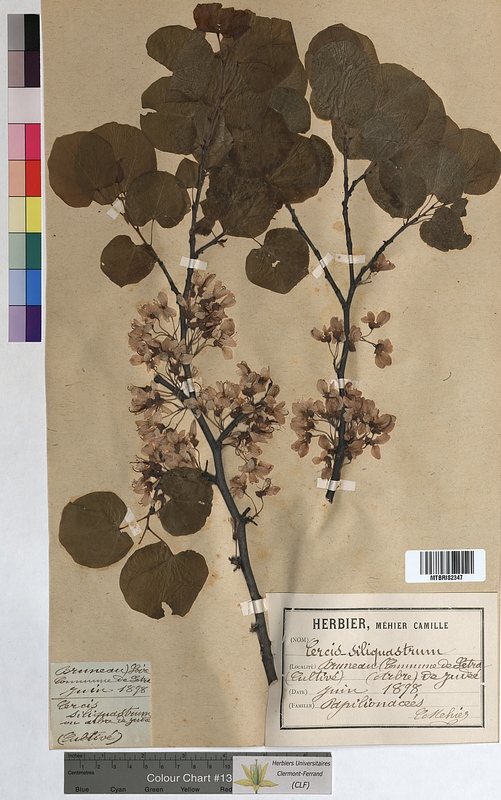 Cercis siliquastrum (Fabaceae)