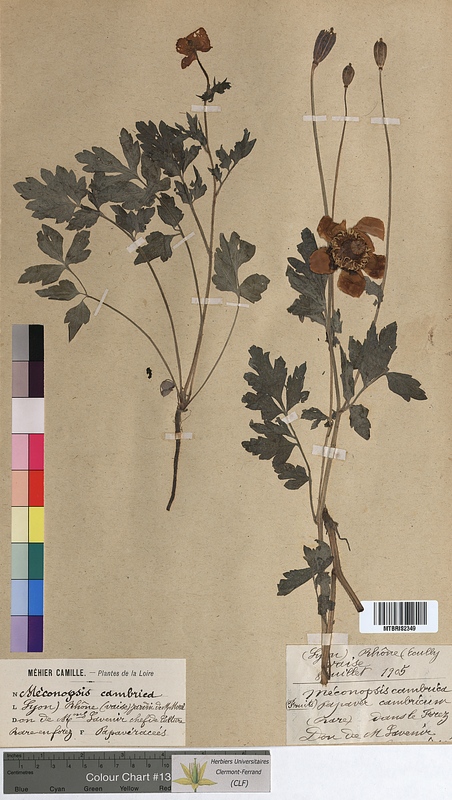 Meconopsis cambrica (Papaveraceae)