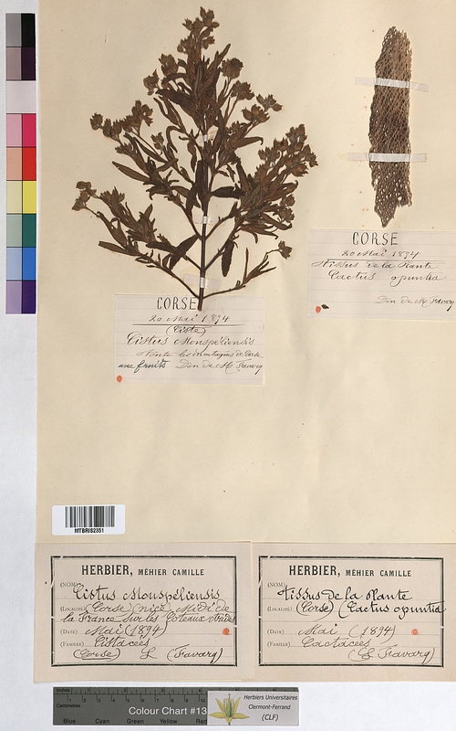 Cistus monspeliensis (Cistaceae)