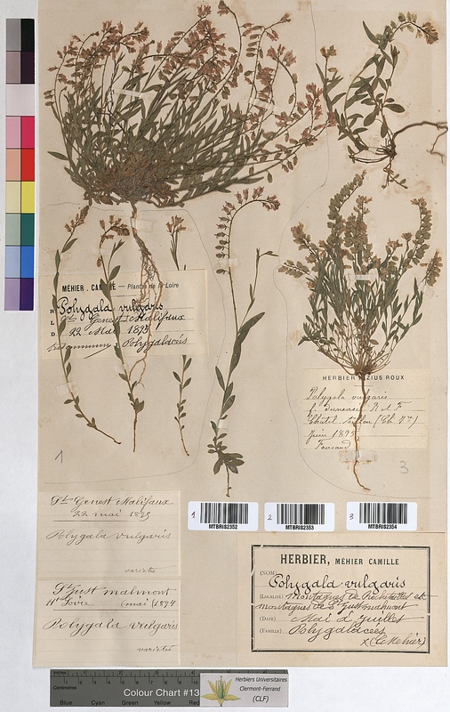 Polygala vulgaris (Polygalaceae)