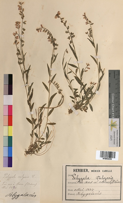 Polygala vulgaris (Polygalaceae)