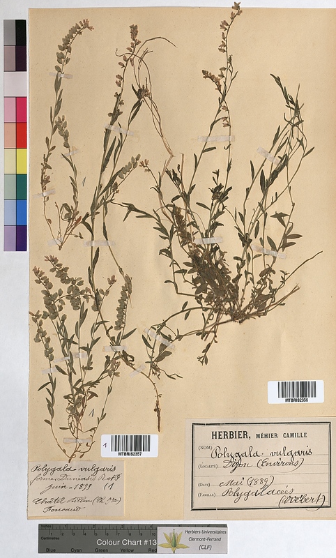 Polygala vulgaris (Polygalaceae)