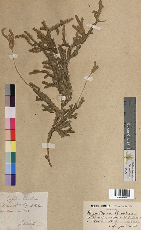 Lycopodium clavatum (Lycopodiaceae)
