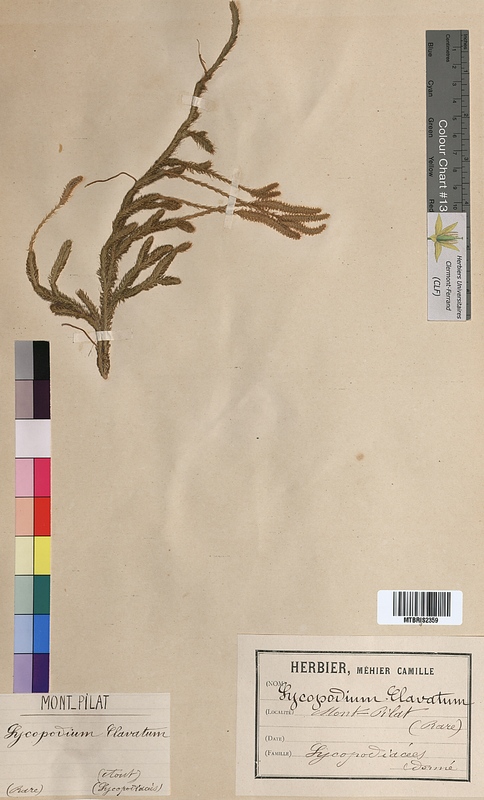 Lycopodium clavatum (Lycopodiaceae)