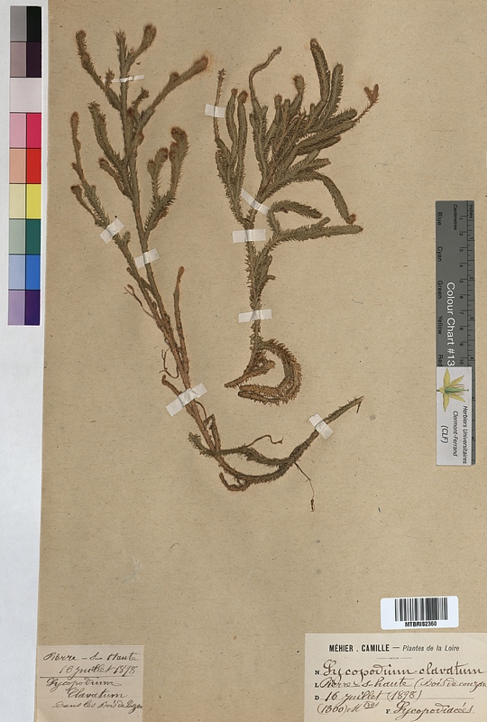 Lycopodium clavatum (Lycopodiaceae)