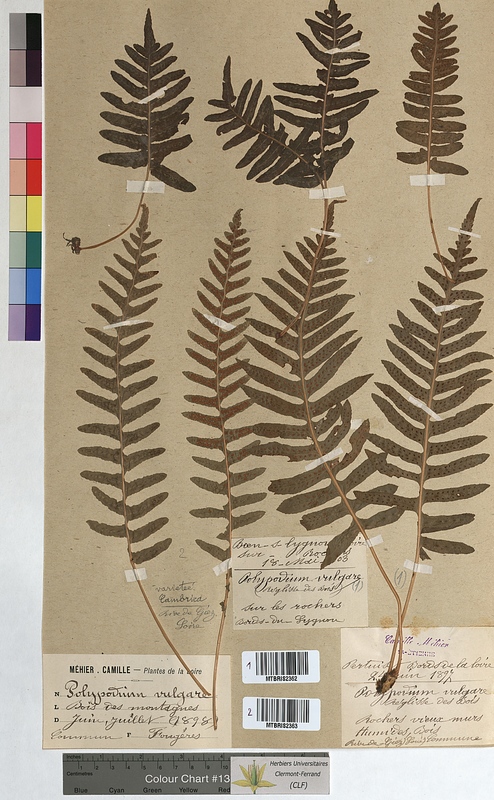 Polypodium vulgare (Polypodiaceae)