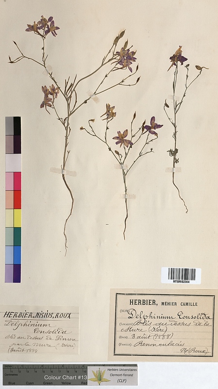 Delphinium consolida (Ranunculaceae)