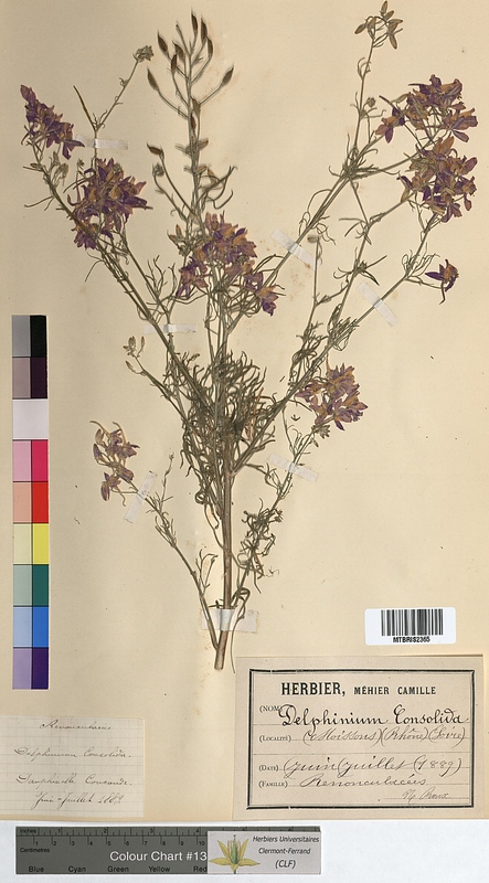Delphinium consolida (Ranunculaceae)