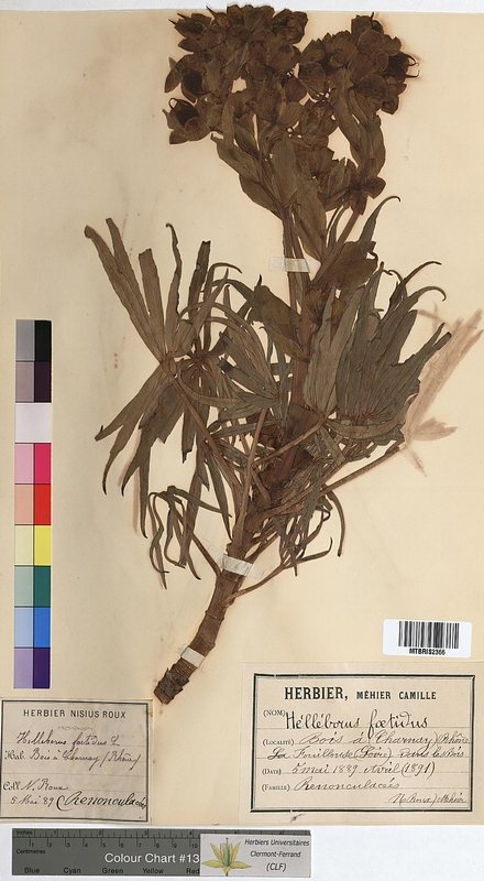 Helleborus foetidus (Ranunculaceae)