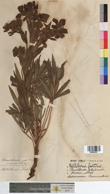 Helleborus foetidus (Ranunculaceae)