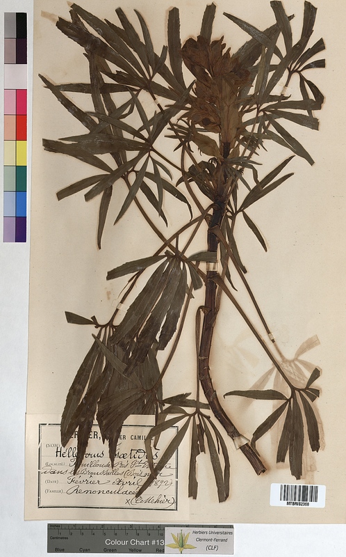 Helleborus foetidus (Ranunculaceae)