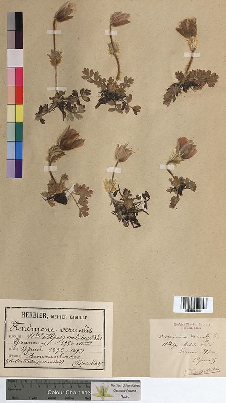 Anemone vernalis (Ranunculaceae)