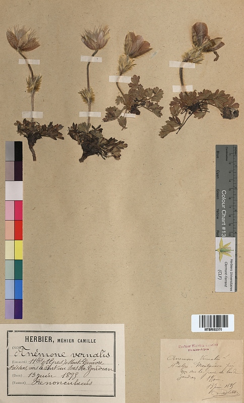 Anemone vernalis (Ranunculaceae)