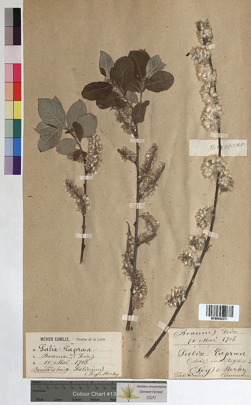 Salix caprea (Salicaceae)
