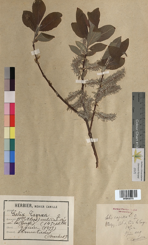 Salix caprea (Salicaceae)