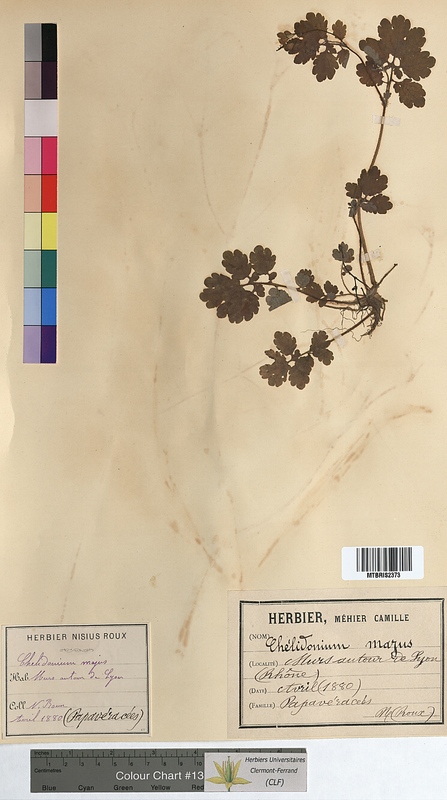 Chelidonium majus (Papaveraceae)