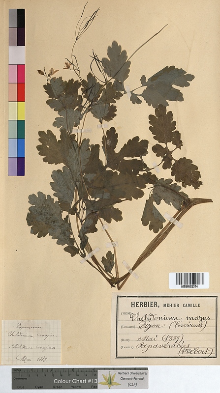 Chelidonium majus (Papaveraceae)