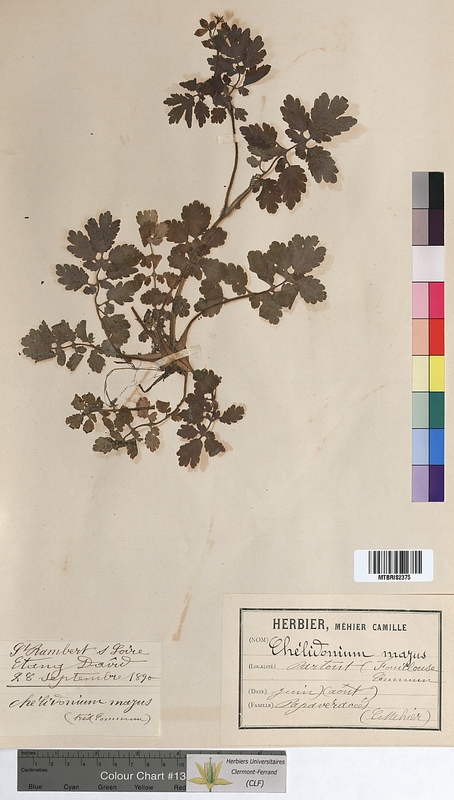 Chelidonium majus (Papaveraceae)