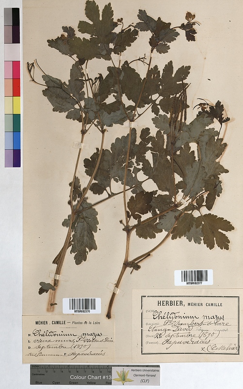 Chelidonium majus (Papaveraceae)