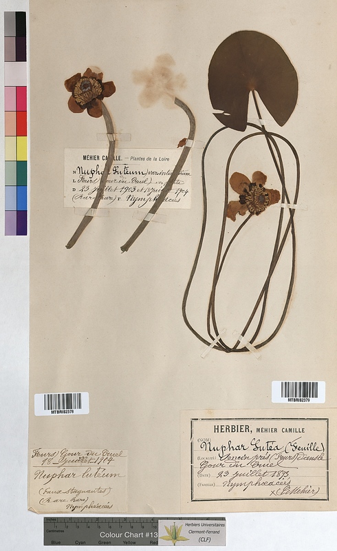 Nuphar lutea (Nymphaeaceae)