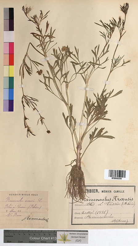 Ranunculus arvensis (Ranunculaceae)